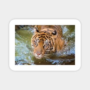 Tiger playing in some water Magnet