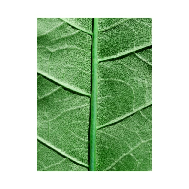 Veined Green Leaf by BonniePhantasm