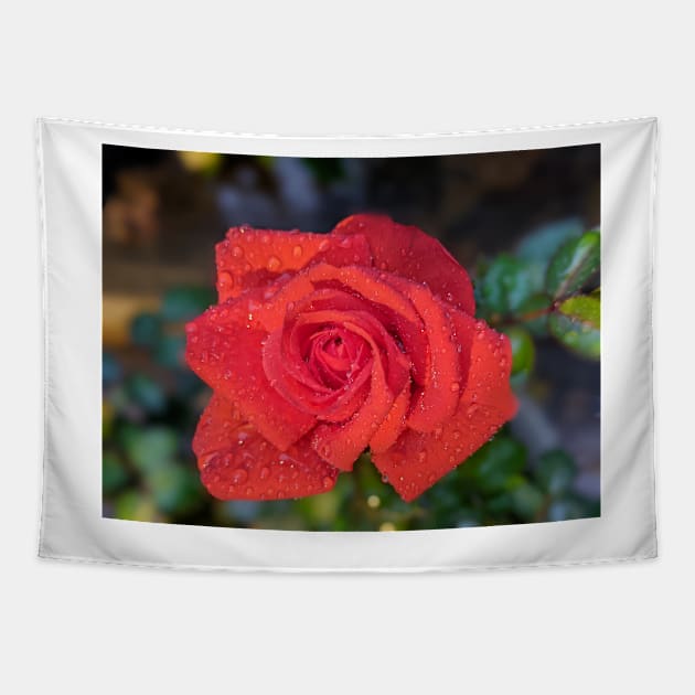 Red Rose on a Rainy Night Photographic Image Tapestry by AustaArt