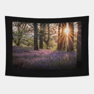 'Sunset Bluebells', Kinclaven Woods, Perthshire. Tapestry