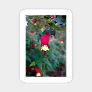 Tropical Fuschia Magnet