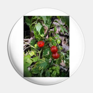 Tomatoes Pin