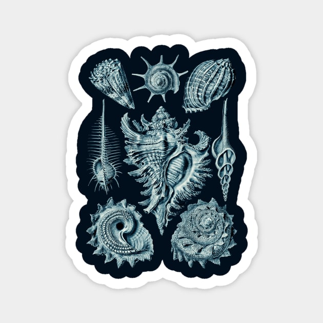 Ernst Haeckel Prosobranchia Sea Shells Cerulean Magnet by Scientistudio