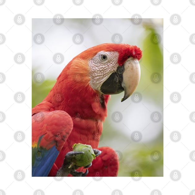 Scarlet Macaw by Jim Cumming