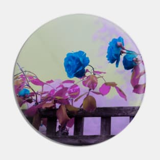 blue roses Pin