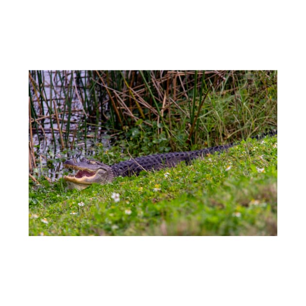 Alligator at Viera Wetlands Florida by Beautiful Cuteness