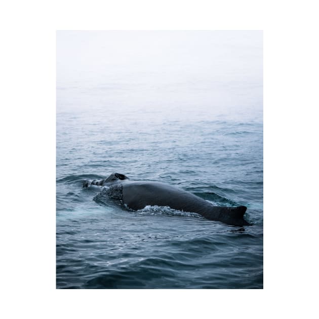 Humpback whale in the minimalist fog - photographing animals by regnumsaturni