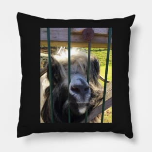 Icelandic Goat with Personality Pillow