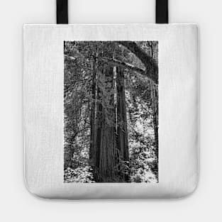 Muir Woods Study 3 Tote