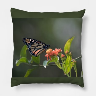 Monarch on Mexican Flame Pillow