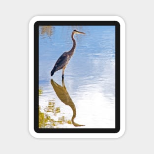 Great Blue Heron Standing in Still Water Magnet