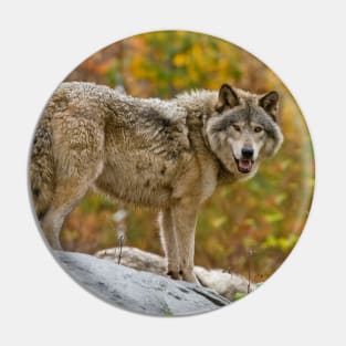 Gray Wolf Pin