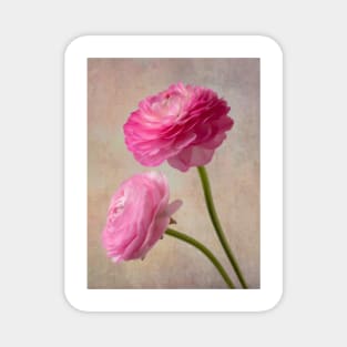 Two Wonderful Pink Textured Ranunculus Magnet