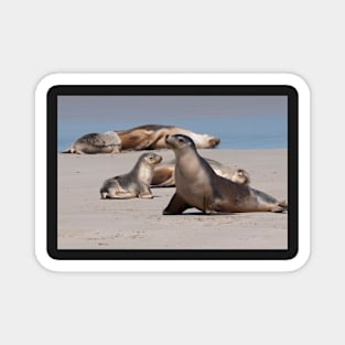 Sea Lions Magnet