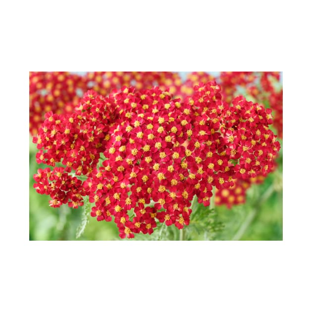 Achillea &#39;Fanal&#39; Yarrow Syn. Achillea &#39;The Beacon&#39; by chrisburrows