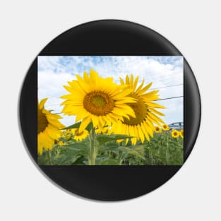 Field of yellow sunflowers Pin