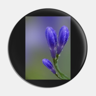 Agapanthus Pin