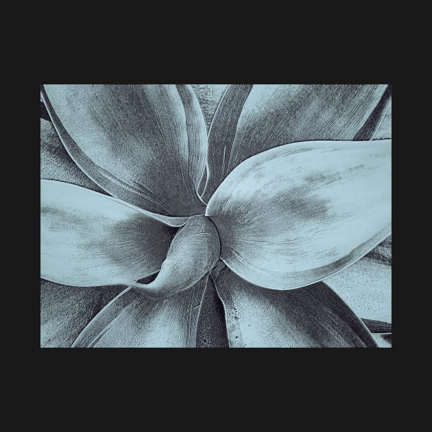 Agave bw by jvnimages