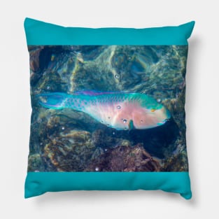 Bluechin Parrotfish in the Galapagos Islands, Ecuador Pillow