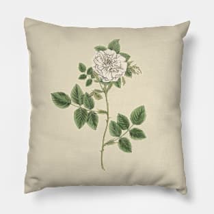 White Rose Flower Vintage Botanical Illustration Pillow