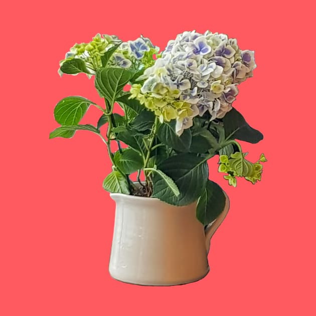 Blue Hydrangea Pot Mothers Day by ellenhenryflorals