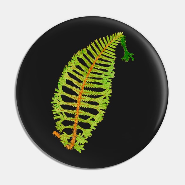 Rare wood fern - Dryopteris Pin by chimakingthings