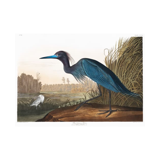 Blue Crane or Heron from Birds of America (1827) by WAITE-SMITH VINTAGE ART