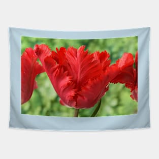 Tulipa &#39;Garden Fire&#39; Parrot Tulip Tapestry