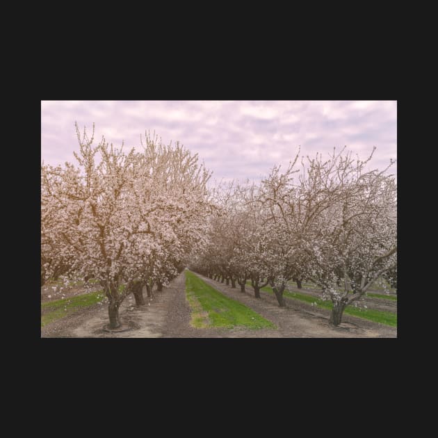 Blooming Almonds by jvnimages