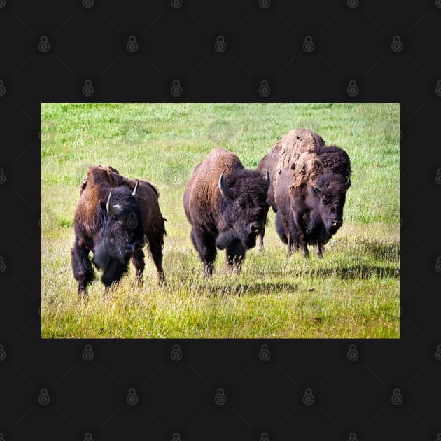 Three Bison by valentina9