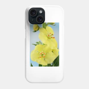 Verbascum  &#39;Primrose Path&#39;  Mullein Phone Case