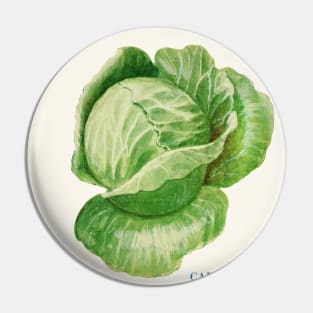 Illustration of Cabbage (1915) Pin