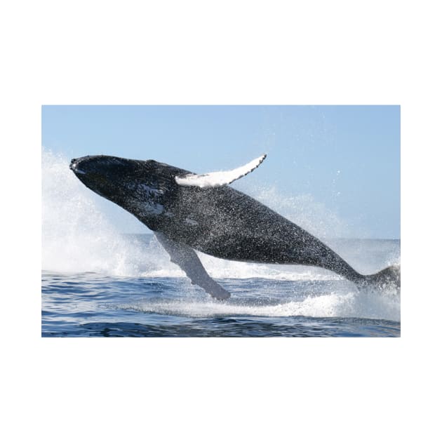 Humpback Whale Jumping High by Bravuramedia