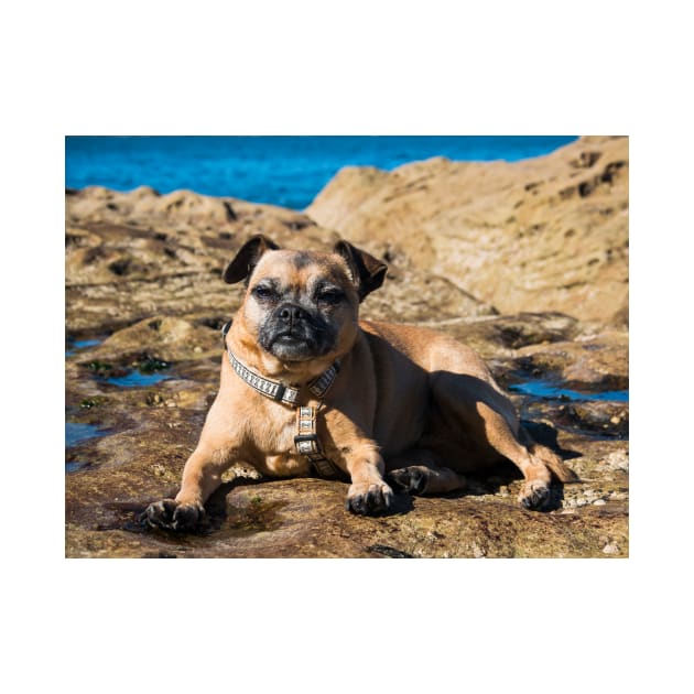 Pug cross jack russell dog sitting on rocks at umina beach on nsw central coast by Geoff79