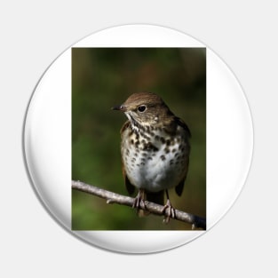 Hermit Thrush Pin