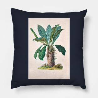 Anthurium Hookeri - Icones Aroidearum - Botanical Illustration Pillow