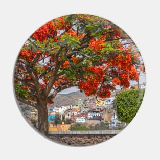 Mexico. Guanajuato. Flaming Tree. Pin