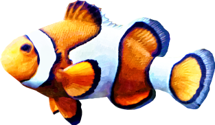 Clownfish Cutout Magnet