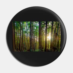 Sunshine Through a Redwood Forest Pin