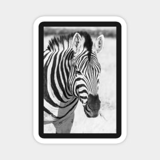 Zebra portrait. Magnet