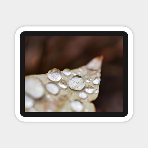 Rain water on leaf Magnet by glovegoals