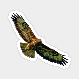 Buzzard Magnet