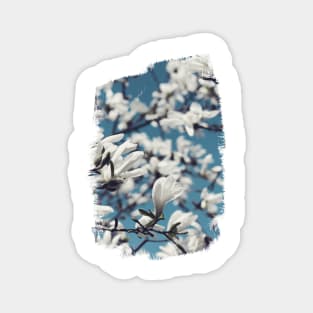 White Magnolia Blossoms Magnet