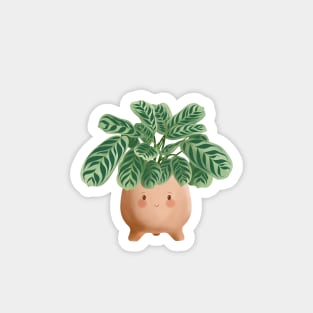 Cute Plant Illustration,  Calathea Burle-Marxii Amabilis 6 Magnet