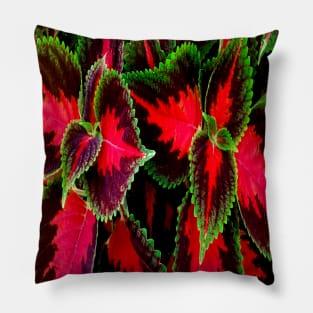 PRETTY AND COLORFUL DECORATIVES PLANTS Pillow