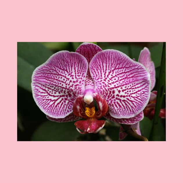 Purple Orchid by Rob Johnson Photography