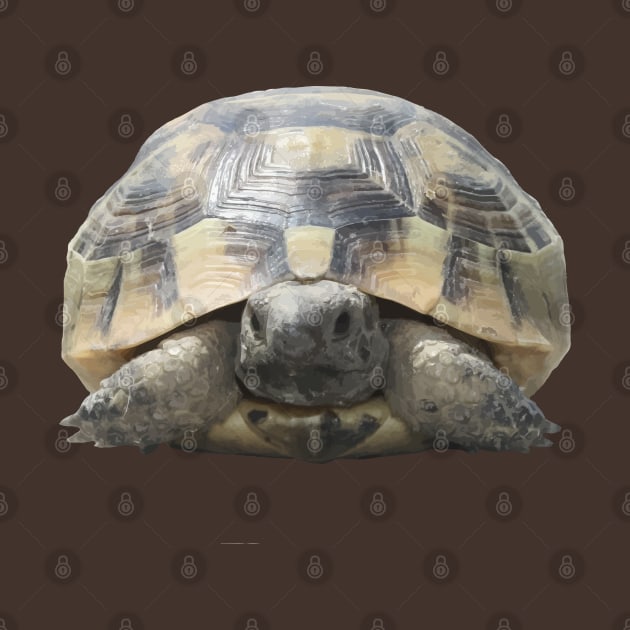 Greek Tortoise Testudo Tucked In Shell Cut Out by taiche