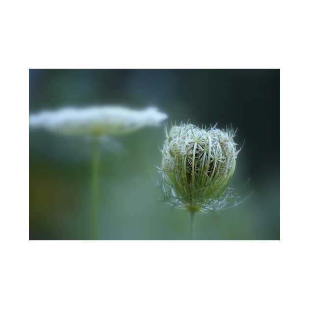 Stages ~ flower & seedpod by LaurieMinor