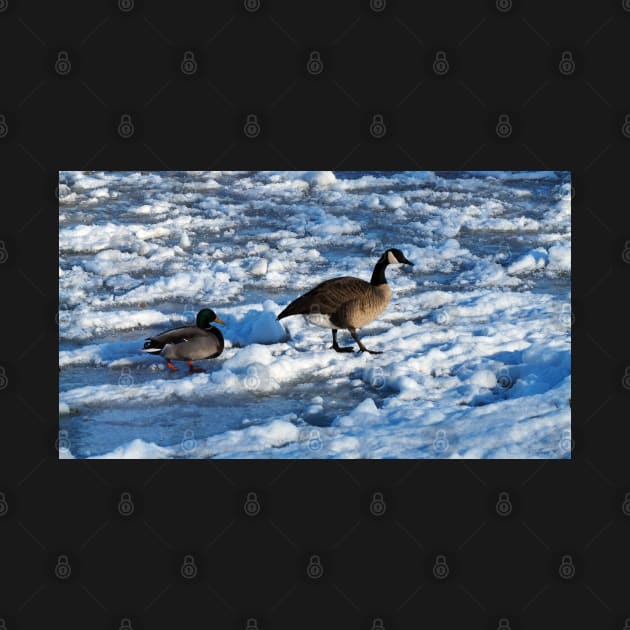 Mallard Duck and Canada Goose Going For A Walk In The Snow by BackyardBirder