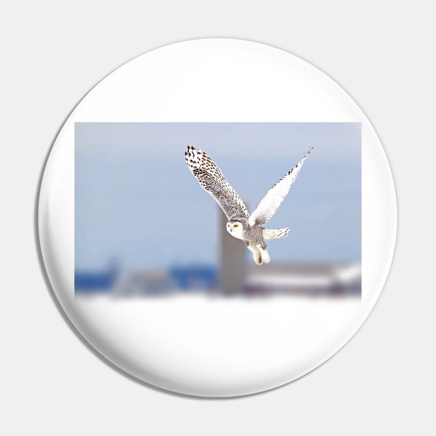 Along a country road - Snowy Owl Pin by Jim Cumming